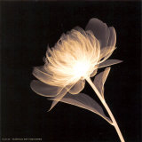 Buy Full Bloom at AllPosters.com