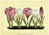 Crocus II
