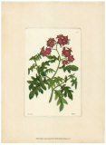 Red Curtis Botanical III