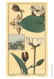 Buy Water Lily I at AllPosters.com