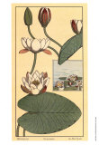 Buy Water Lily II at AllPosters.com