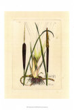Buy Antique Cattail I at AllPosters.com