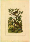 Exotic Birds I