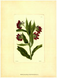 Red Curtis Botanical I