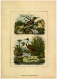 Exotic Birds III