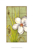 Sugar Magnolia I