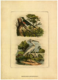 Exotic Birds IV