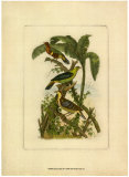 Exotic Birds II