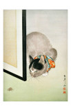Buy Cat and Spider at AllPosters.com