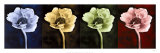 Anemone