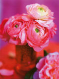 Pink Bouquet