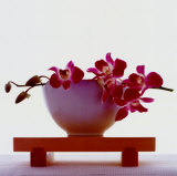 Magenta Orchids