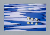 Polar Bear Family,