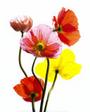 Multi-Colored Poppies