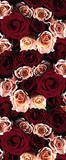 Roses (Canvas)