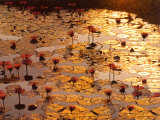 Lotus Pond