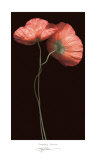 Poppy Duet