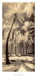 Buy Palm Shadows I at AllPosters.com