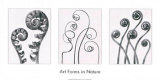Buy Art Forms in Nature I at AllPosters.com