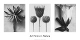 Art Forms in Nature II