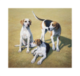 Cotswold Foxhounds