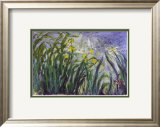 Les iris