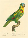 Barraband Parrot No. 89
