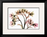Hellebore II