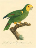 Barraband Parrot No. 98