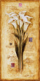 Tulips of my Travels