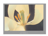 White Tulip