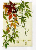 Buy Hedera at AllPosters.com