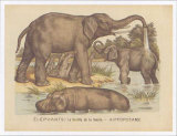 Animaux d'Afrique, Elephant
