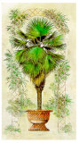 Buy Estudio de Palmeras I at AllPosters.com