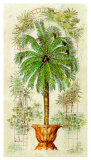 Buy Estudio de Palmeras II at AllPosters.com