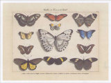 Papillons I