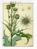 Buy Cardus at AllPosters.com