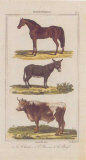 Cheval