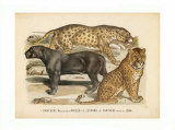 Animaux d'Afrique, Panthere
