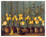 Iris Jaunes
