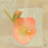 Hellebore II
