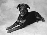 Dog Lying with Head up