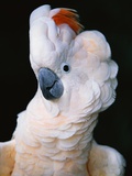 Buy Cockatoo Displaying Crest at AllPosters.com