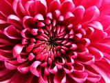 Buy Pink Chrysanthemum at AllPosters.com