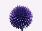 Purple Allium Flower