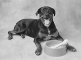 Dog Lying by Bowl