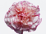 White and Pink Carnation