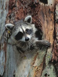 Raccoon Inside Hollow Log