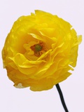 Blooming Yellow Ranunculus