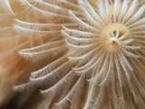 Buy White Christmas Tree Worm at AllPosters.com